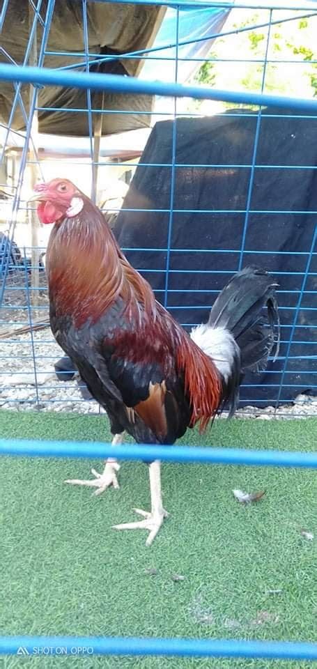 gull gamefowl|Let's go back sa history Ng gull gamefowl here in the  .